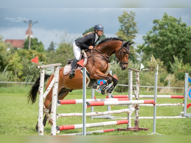 Trakehner Wallach 7 Jahre 168 cm Brauner in Ansbach