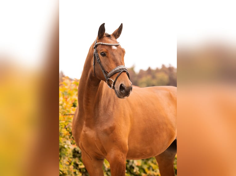 Trakehner Wallach 7 Jahre 168 cm Brauner in Ansbach
