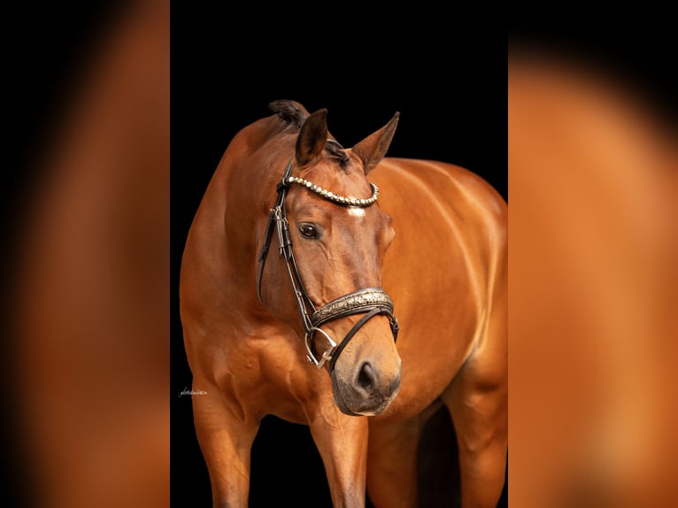 Trakehner Wallach 7 Jahre 168 cm Brauner in Ansbach