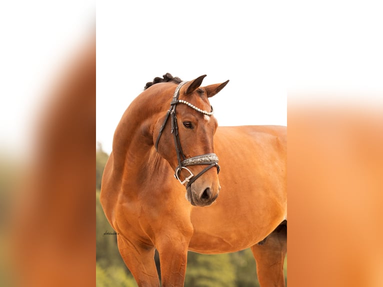 Trakehner Wallach 7 Jahre 168 cm Brauner in Ansbach