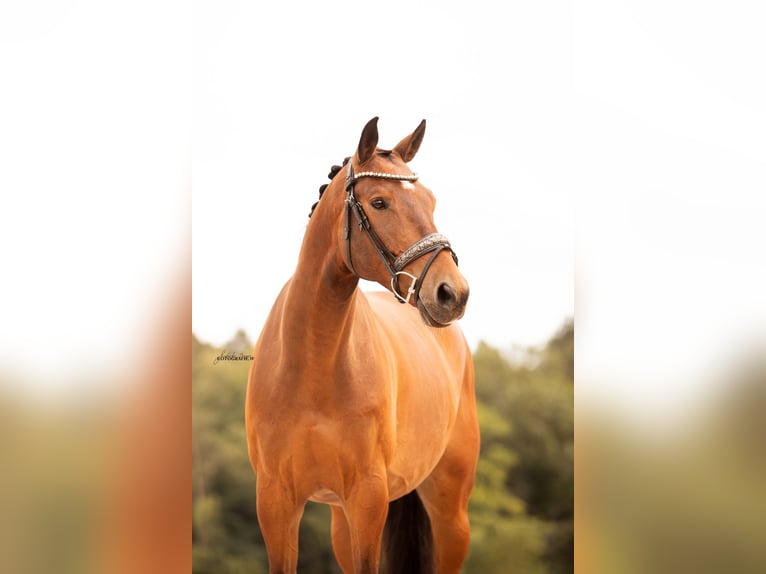 Trakehner Wallach 7 Jahre 168 cm Brauner in Ansbach