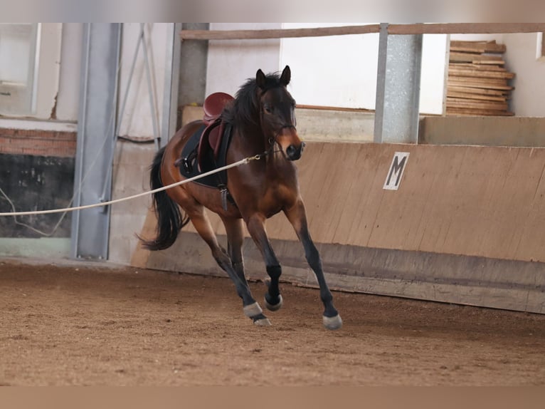 Trakehner Wallach 7 Jahre 168 cm Dunkelbrauner in Rheinfelden