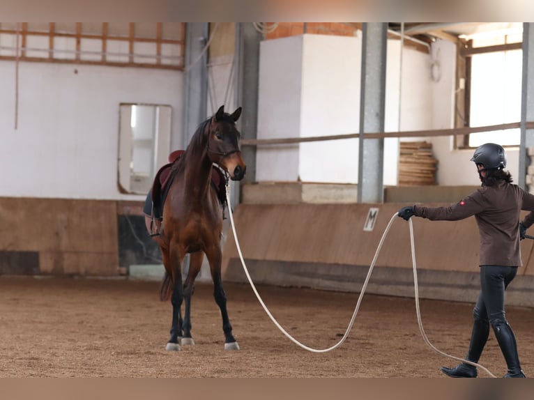 Trakehner Wallach 7 Jahre 168 cm Dunkelbrauner in Rheinfelden
