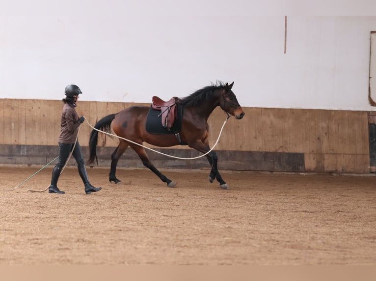 Trakehner Wallach 7 Jahre 168 cm Dunkelbrauner in Rheinfelden