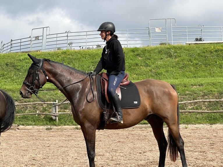 Trakehner Wallach 7 Jahre 168 cm Dunkelbrauner in Rheinfelden