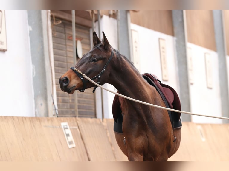 Trakehner Wallach 7 Jahre 168 cm Dunkelbrauner in Rheinfelden