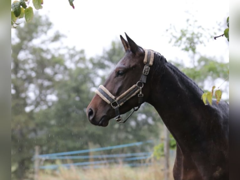 Trakehner Wallach 7 Jahre 168 cm Dunkelbrauner in Rheinfelden