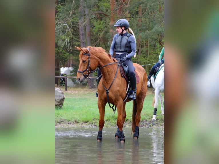 Trakehner Wallach 7 Jahre 168 cm Fuchs in Sperenberg