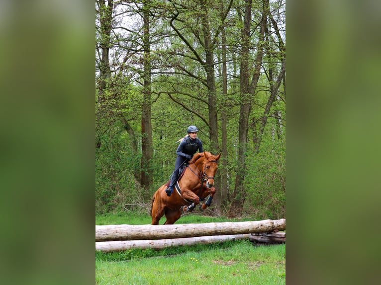 Trakehner Wallach 7 Jahre 168 cm Fuchs in Sperenberg