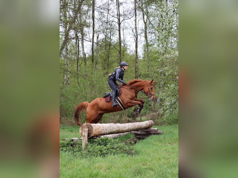 Trakehner Wallach 7 Jahre 168 cm Fuchs in Sperenberg