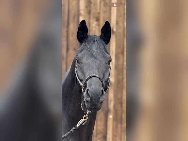 Trakehner Wallach 7 Jahre 169 cm Rappe in Sauerlach