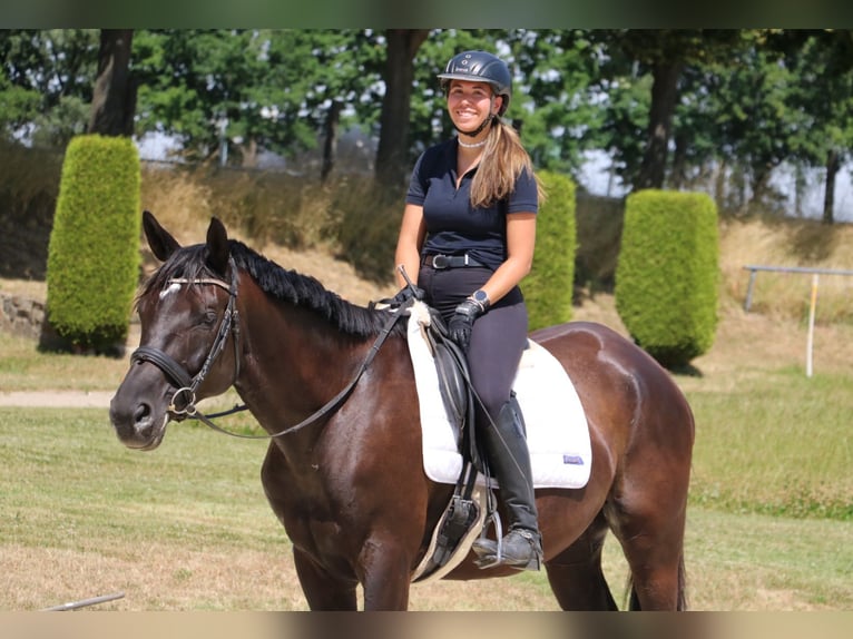 Trakehner Wallach 7 Jahre 170 cm Schwarzbrauner in R&#xF6;hrsdorf