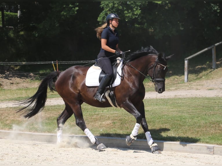 Trakehner Wallach 7 Jahre 170 cm Schwarzbrauner in R&#xF6;hrsdorf