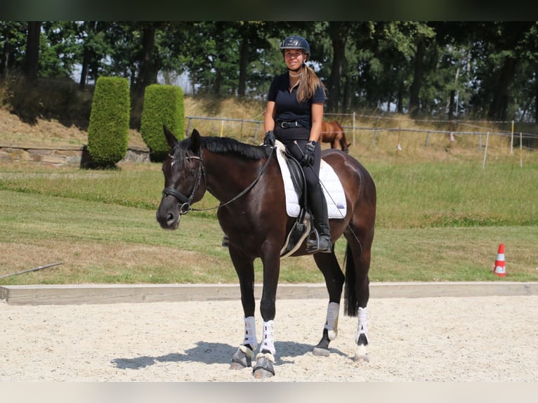 Trakehner Wallach 7 Jahre 170 cm Schwarzbrauner in R&#xF6;hrsdorf