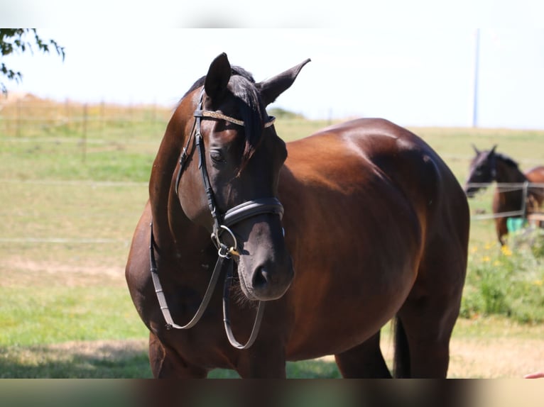 Trakehner Wallach 7 Jahre 170 cm Schwarzbrauner in R&#xF6;hrsdorf