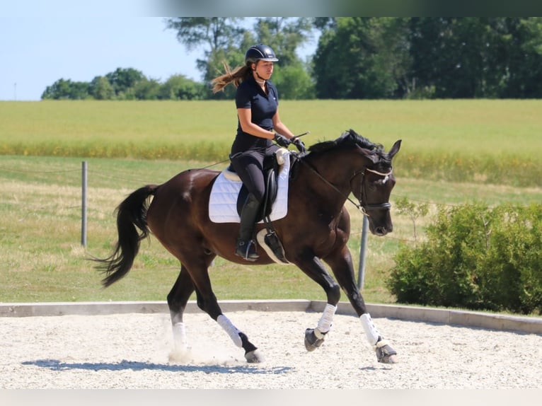 Trakehner Wallach 7 Jahre 170 cm Schwarzbrauner in R&#xF6;hrsdorf