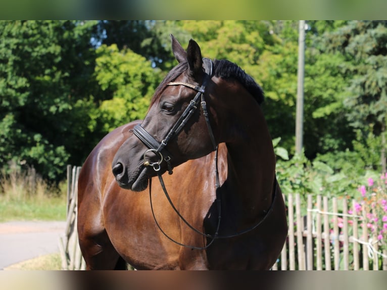 Trakehner Wallach 7 Jahre 170 cm Schwarzbrauner in R&#xF6;hrsdorf