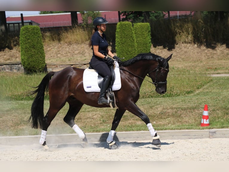Trakehner Wallach 7 Jahre 170 cm Schwarzbrauner in R&#xF6;hrsdorf