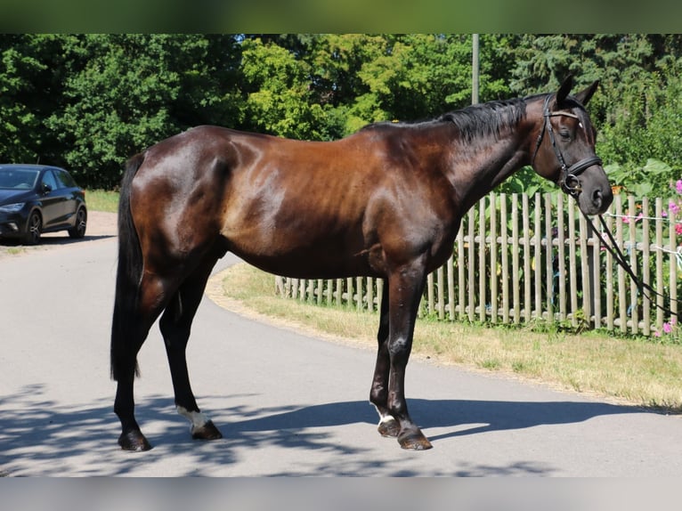 Trakehner Wallach 7 Jahre 170 cm Schwarzbrauner in R&#xF6;hrsdorf