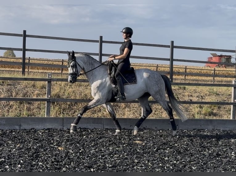 Trakehner Wallach 7 Jahre 173 cm Schimmel in Gnadendorf