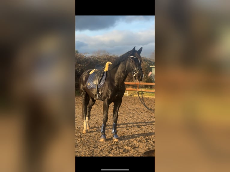 Trakehner Wallach 7 Jahre 174 cm Rappe in Blekendorf