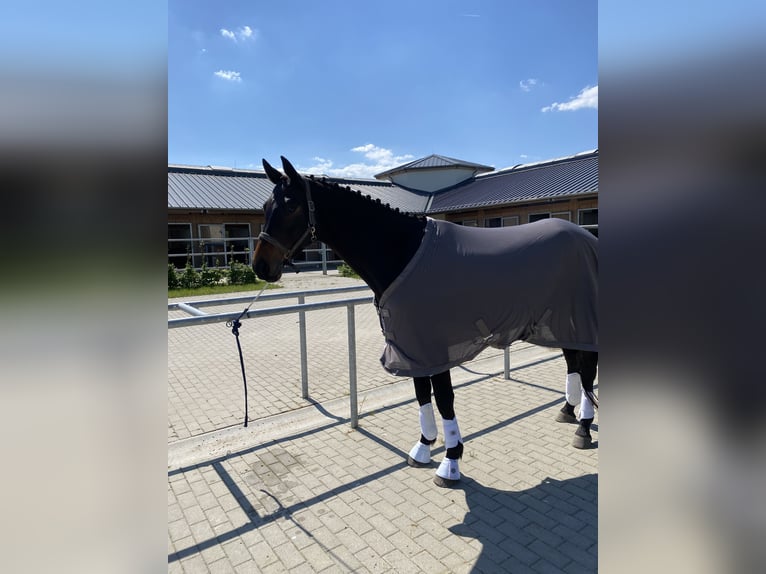 Trakehner Wallach 7 Jahre 174 cm Schwarzbrauner in Berlin