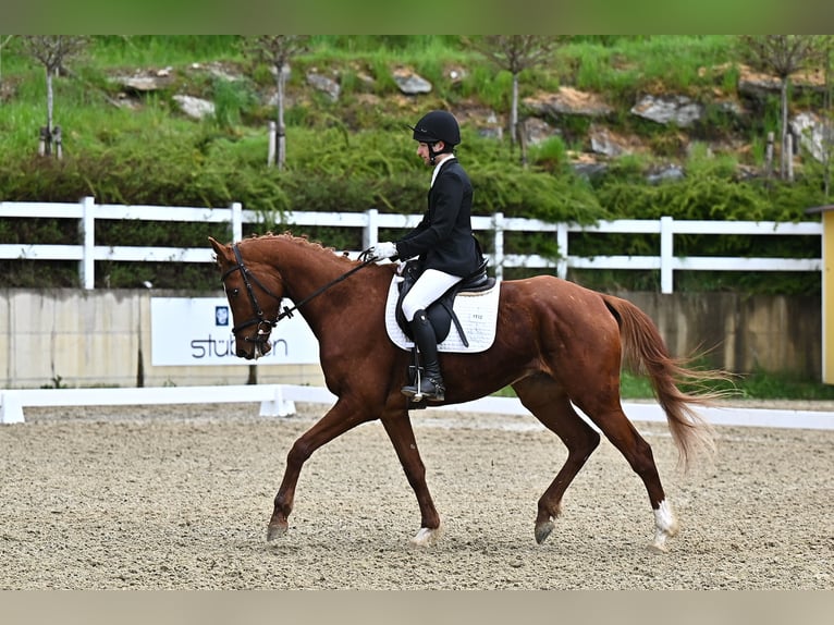 Trakehner Wallach 7 Jahre 175 cm Fuchs in Kallham