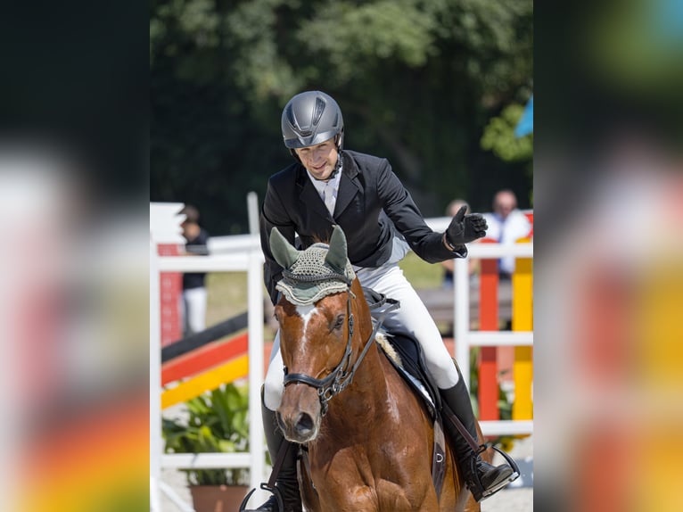 Trakehner Wallach 7 Jahre 175 cm Fuchs in Kallham