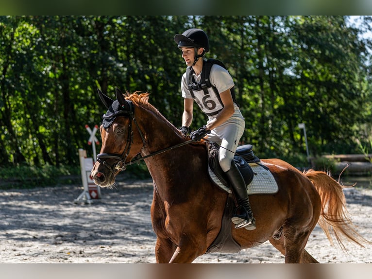 Trakehner Wallach 7 Jahre 175 cm Fuchs in Kallham
