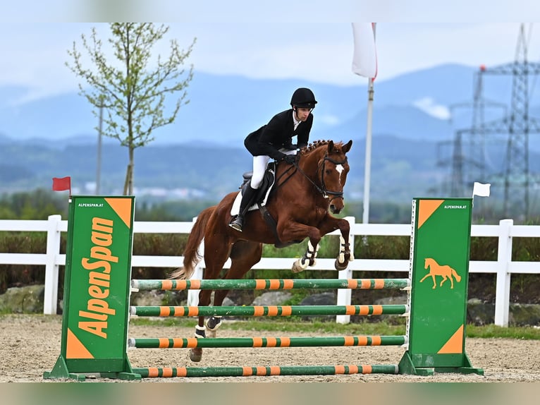Trakehner Wallach 7 Jahre 175 cm Fuchs in Kallham