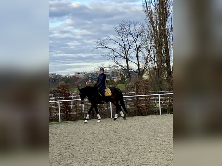 Trakehner Wallach 7 Jahre 175 cm Schwarzbrauner in Berlin