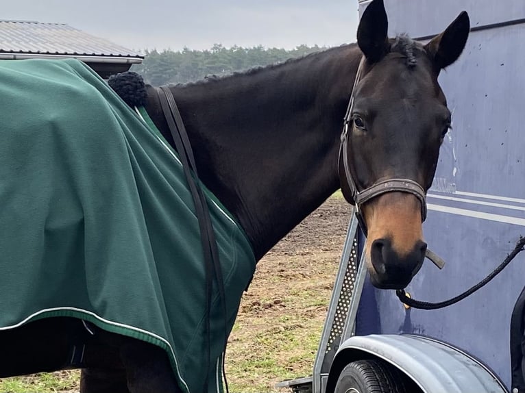 Trakehner Wallach 7 Jahre 175 cm Schwarzbrauner in Berlin