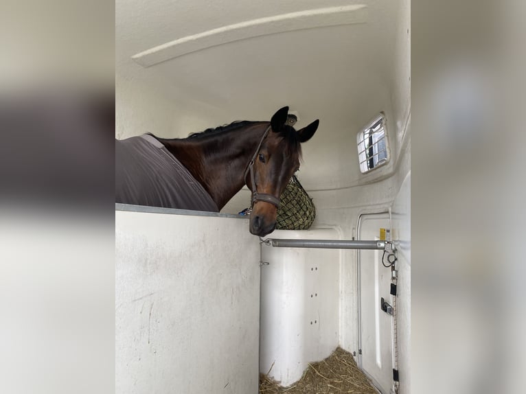 Trakehner Wallach 7 Jahre 175 cm Schwarzbrauner in Berlin