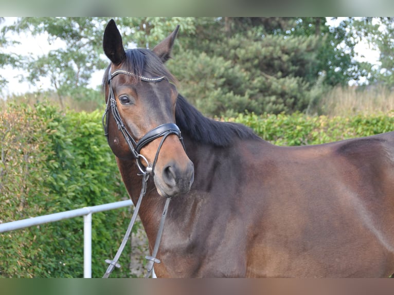 Trakehner Wallach 7 Jahre 175 cm Schwarzbrauner in Berlin