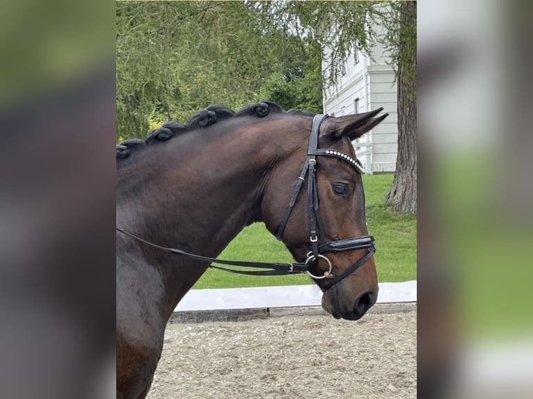 Trakehner Wallach 7 Jahre 175 cm Schwarzbrauner in Berlin