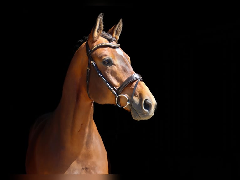 Trakehner Wallach 7 Jahre 176 cm Dunkelbrauner in M&#xFC;nsingen
