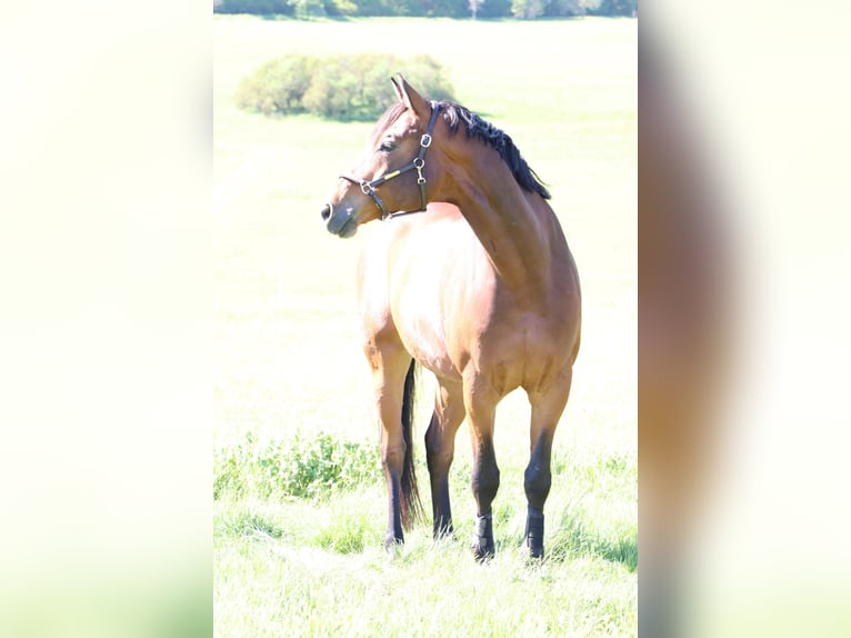 Trakehner Wallach 7 Jahre 176 cm Dunkelbrauner in M&#xFC;nsingen