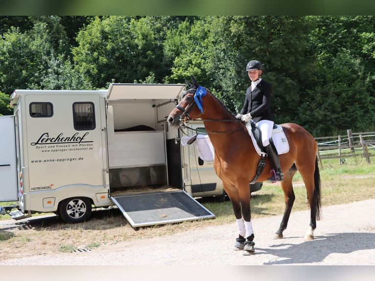 Trakehner Wallach 7 Jahre 176 cm Dunkelbrauner in M&#xFC;nsingen