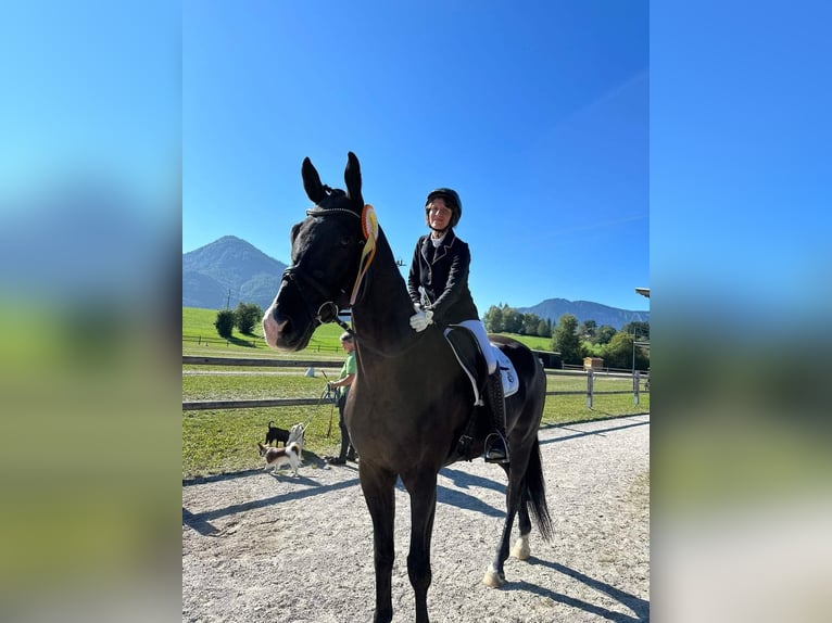 Trakehner Wallach 7 Jahre 176 cm Rappe in Ampflwang