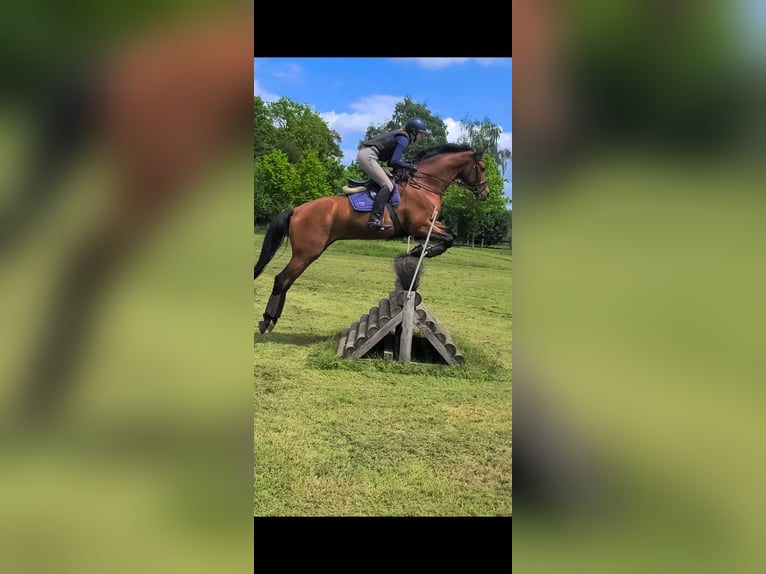Trakehner Wallach 7 Jahre 177 cm Brauner in Hamm