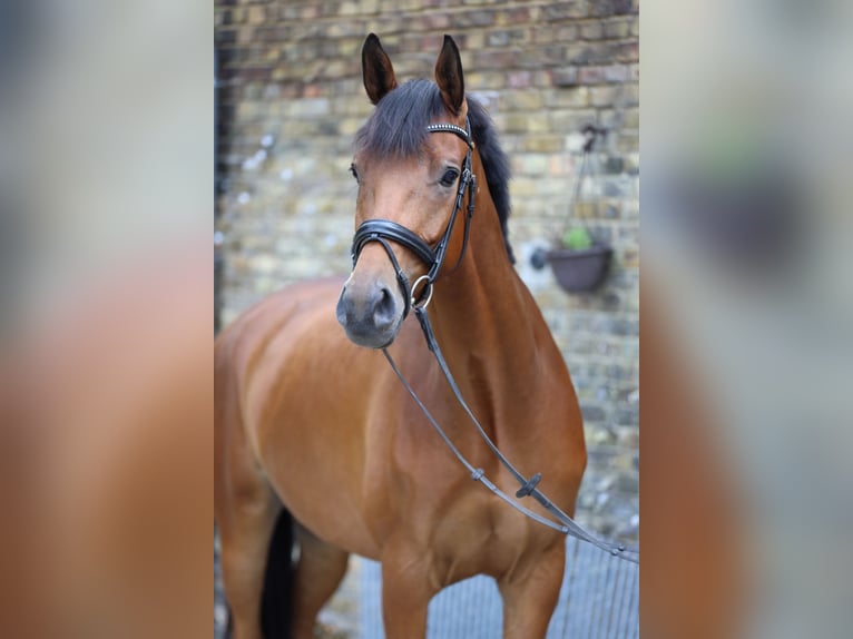 Trakehner Wallach 7 Jahre 177 cm Brauner in Hamm