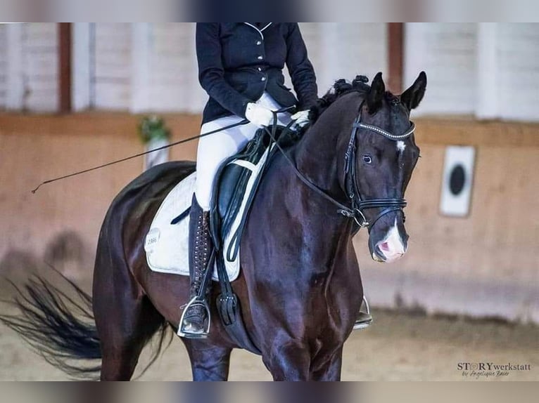Trakehner Wallach 7 Jahre 177 cm Rappe in Ampflwang