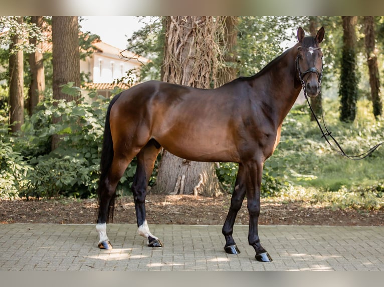 Trakehner Wallach 7 Jahre 178 cm Brauner in Freren