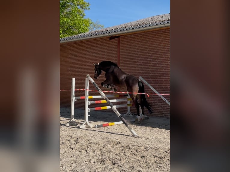 Trakehner Wallach 7 Jahre 178 cm Brauner in Freren