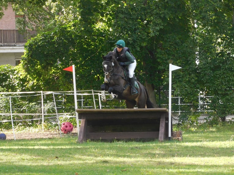 Trakehner Wallach 8 Jahre 164 cm Dunkelbrauner in Sperenberg