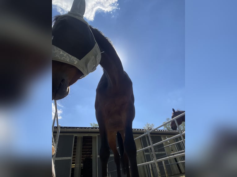 Trakehner Wallach 8 Jahre 165 cm Dunkelbrauner in Löhnberger Hütte