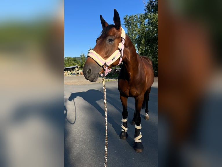Trakehner Wallach 8 Jahre 165 cm Dunkelbrauner in Löhnberger Hütte
