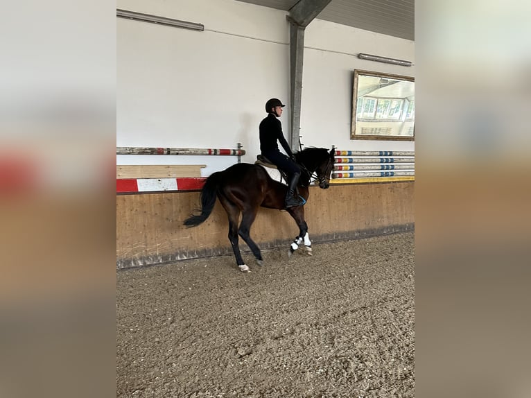 Trakehner Wallach 8 Jahre 165 cm Dunkelbrauner in Löhnberger Hütte
