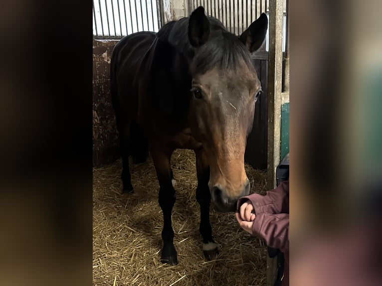 Trakehner Wallach 8 Jahre 165 cm Dunkelbrauner in Löhnberger Hütte