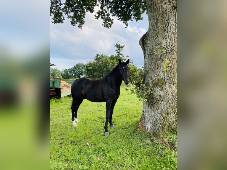 Trakehner Wallach 8 Jahre 165 cm Rappe in Ehra-Lessien